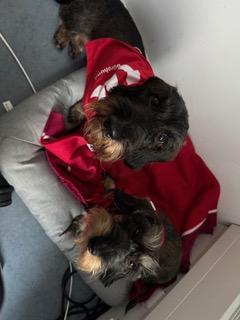 Bürohunde Huxl und Liesl