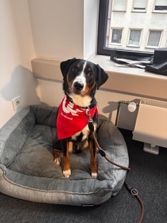 Bürohund Aragon