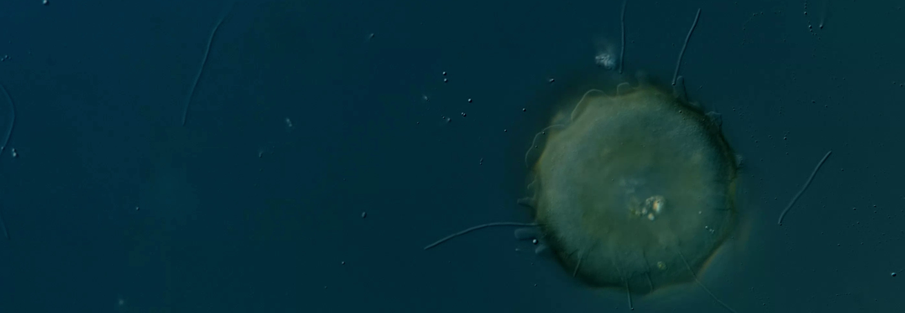 Aquatische Ökosystemanalyse