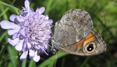 Können wir das Artensterben noch stoppen?