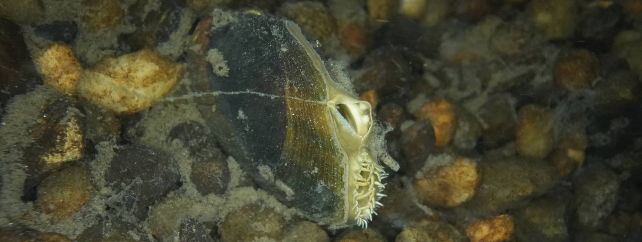 Bachmuschelschutz und Zucht Rheinland-Pfalz