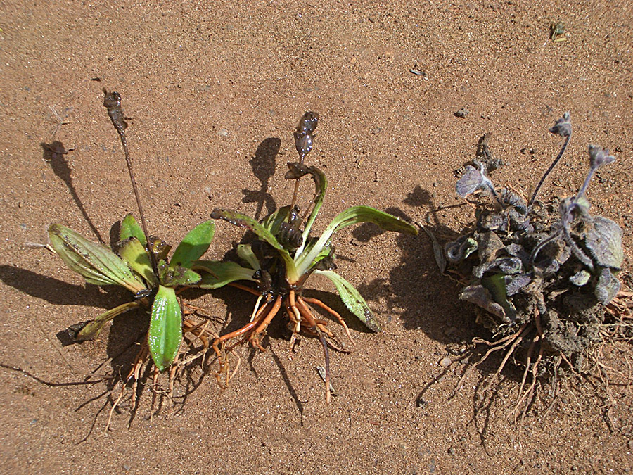 Craterostigma lanceolatum trocken + feucht Akagera, Rwanda