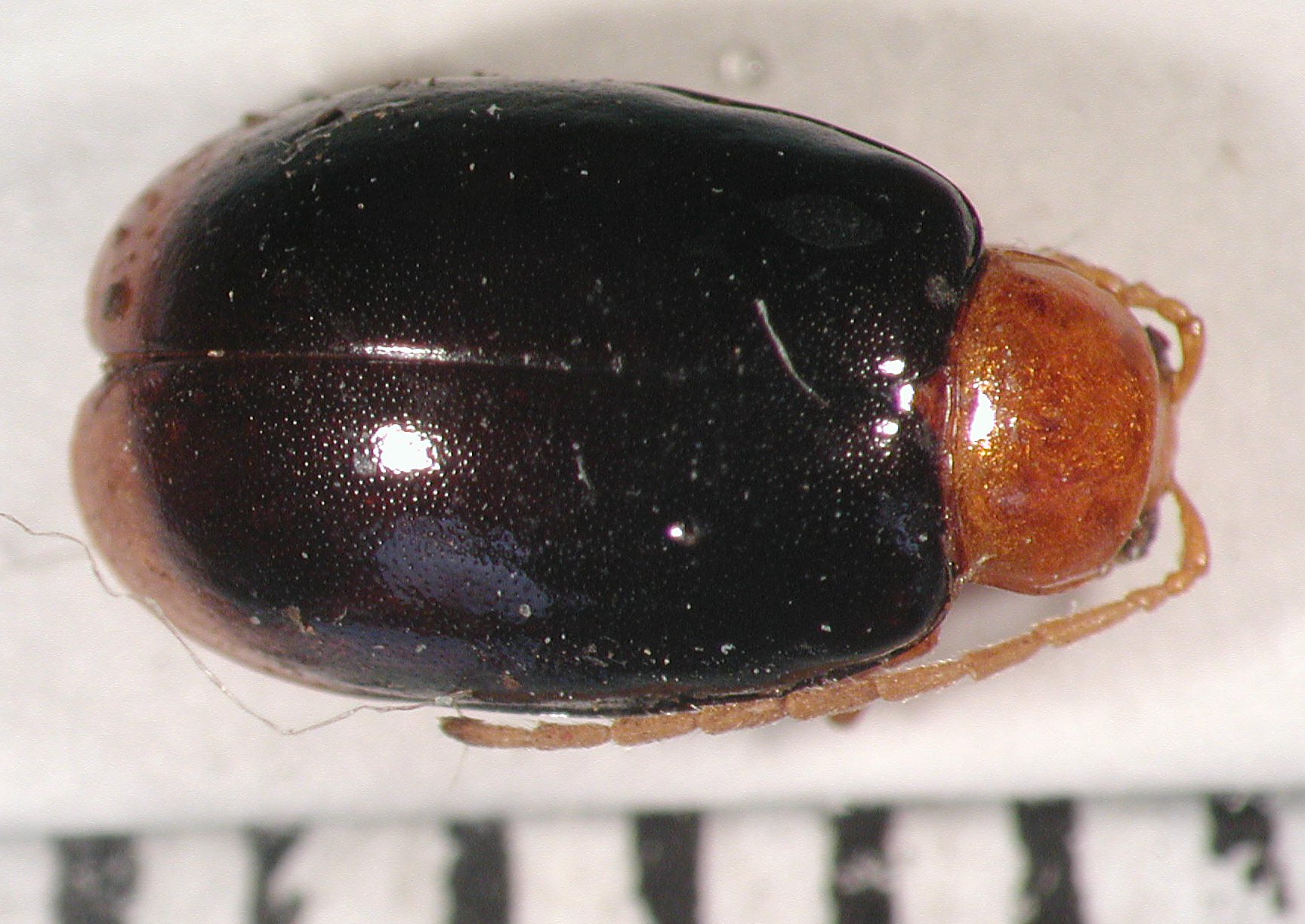 1701 Monolepta richardidetail Universität Koblenz