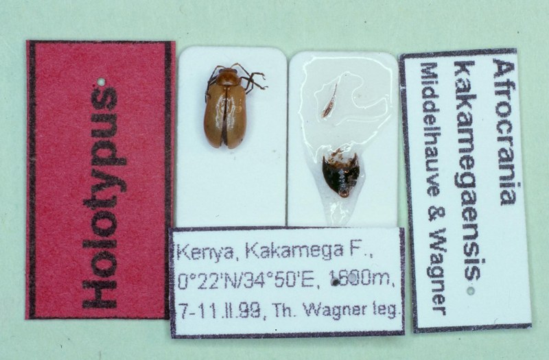 Afrocrania kakamegaensis T Universität Koblenz