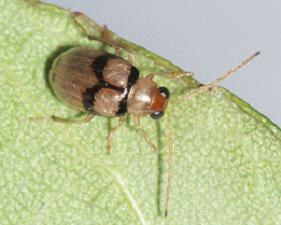 ephippiatoides Universität Koblenz