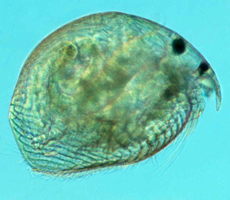 Alonella.jpg Universität Koblenz