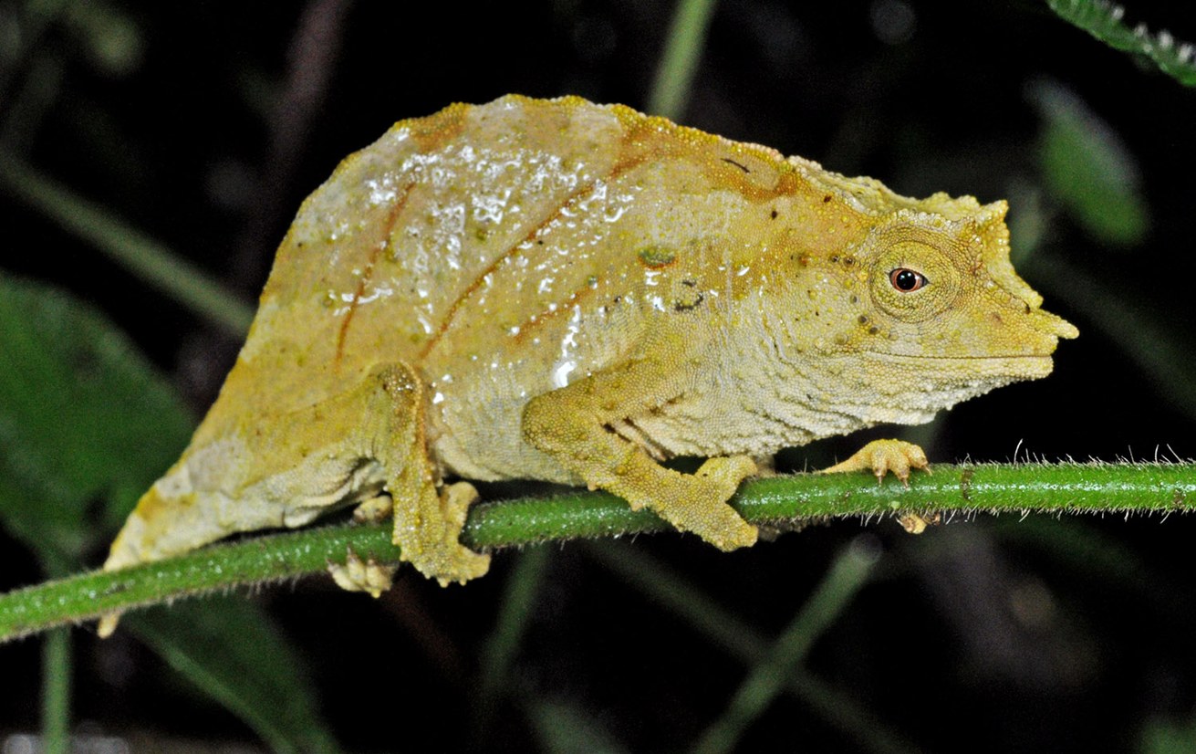 Eine der neu beschriebenen Chamäleonarten: Rhampholeon bombayi. Foto: Maximilian Dehling