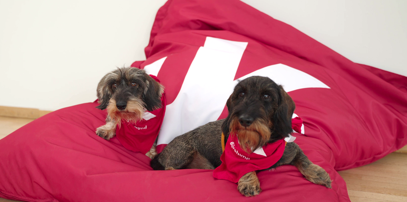 Bürohunde am Campus der Universität Koblenz. Foto: Universität Koblenz