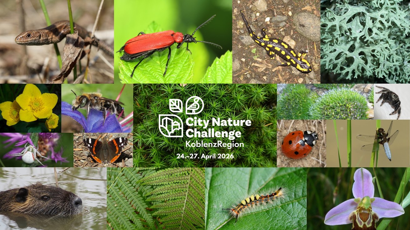 Schon entdeckt? Fünfzehn unterschiedliche Arten auf dem Campus der Universität Koblenz laden diese Woche zur Beteiligung an der ersten City Nature Challenge KoblenzRegion ein. Bild: Kerstin Haastert, basierend auf Fotos von Dr. Katrin Friedemann und Dr. Dorothee Killmann