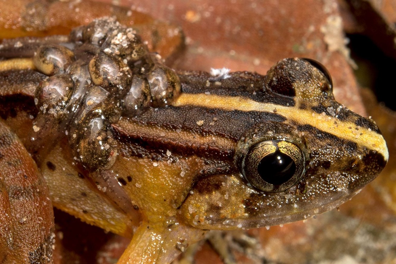 Limnonectes suboliferus, eine neubeschriebene Froschart von der Insel Borneo. Das Bild zeigt ein kaulquappentragendes Männchen aus dem Kubah-Nationalpark, Sarawak, Malaysia. Bild: Universität Koblenz / apl. Prof. Dr. Maximilian Dehling
