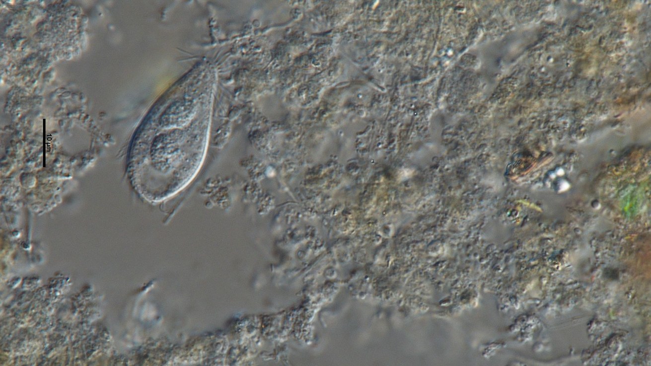 Klärschlammprobe mit diversen Bakterien und einem räuberischen Protisten, dem Ciliat (Acineria sp.) links. Bild: Prof. Dr. Kenneth Dumack