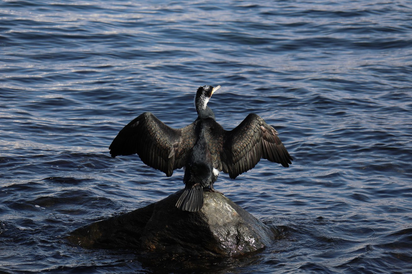 Auch der Kormoran steht im Fokus renommierter Wissenschaftler*innen. Bild: Shutterstock / Gerard Arrey