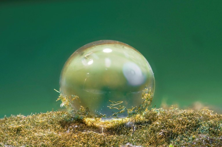 Auf dem superhydrophoben Biofilm des Cynobakteriums Hassallia bleiben Wassertropfen kugelrund stehen und transportieren die Zellfäden zur Verbreitung weiter. Bild: Wilhelm Barthlott/Universität Bonn