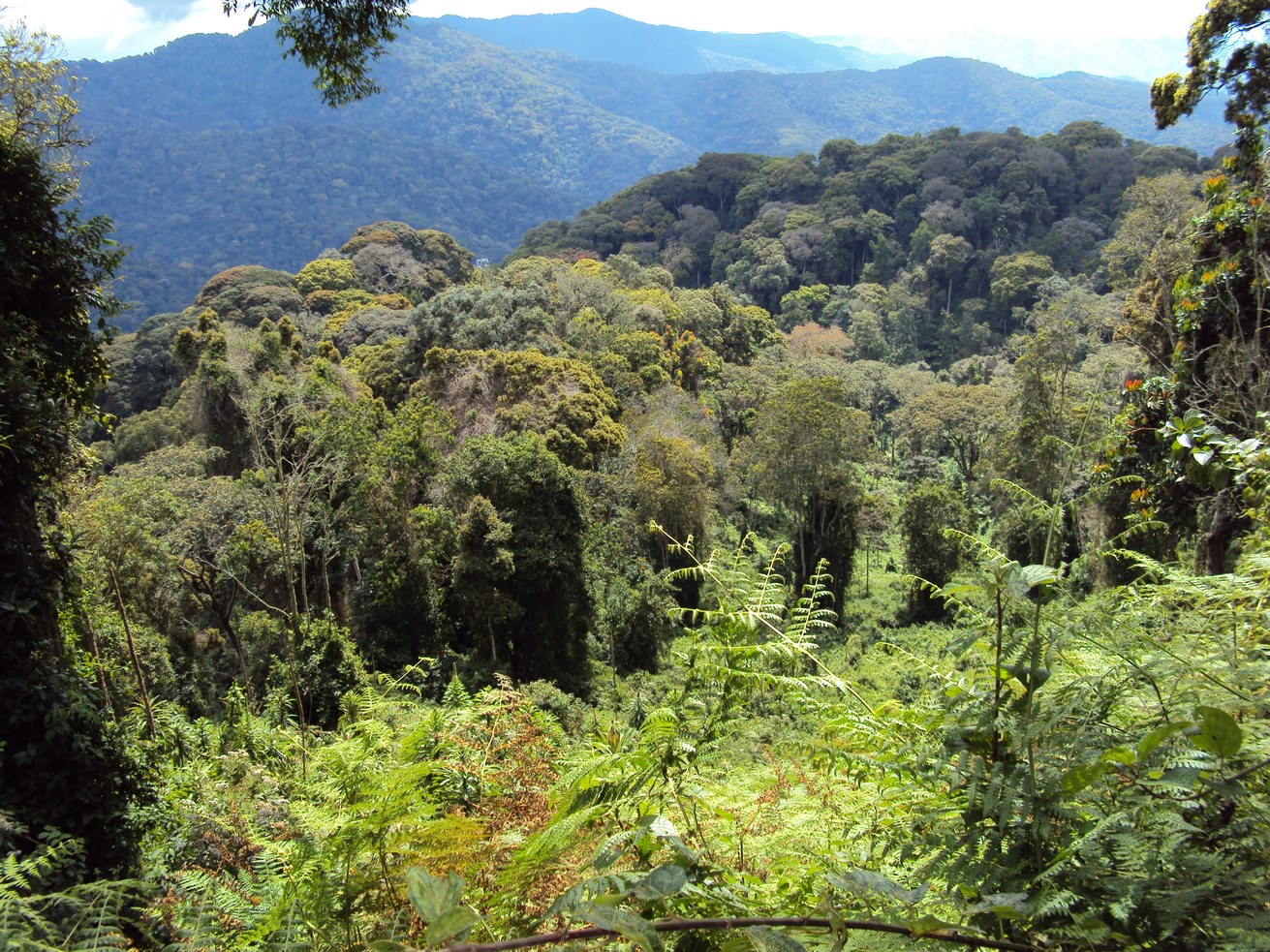 Der Nyungwe Regenwald in Ruanda. Foto: Siegmar Seidel