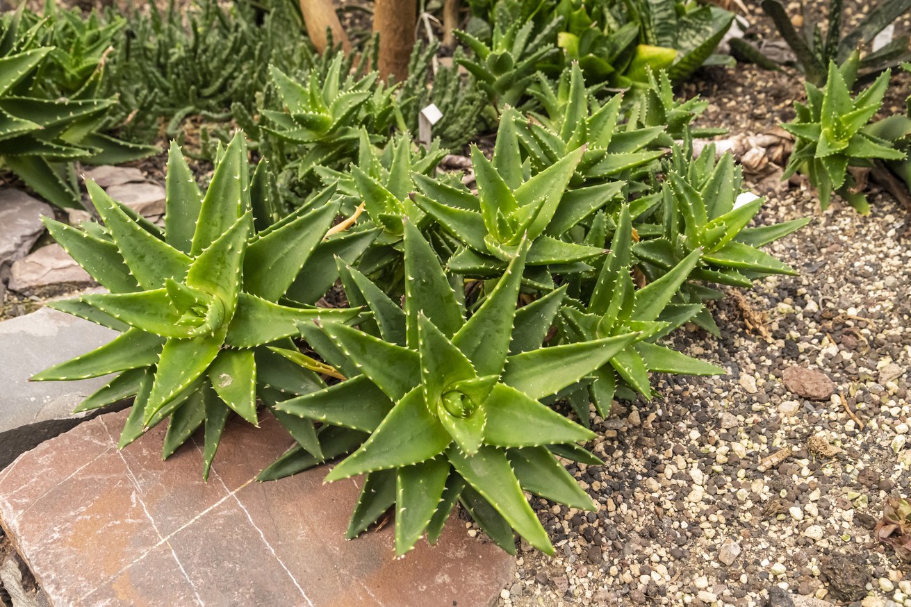 Botany and Biodiversity Research Group