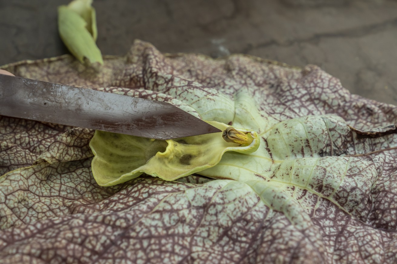 Herbarium