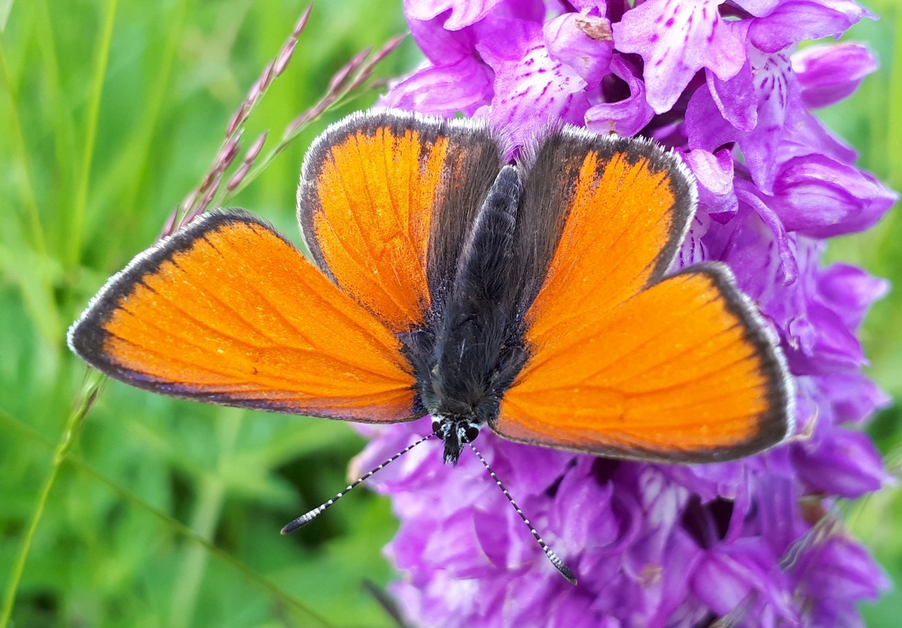 Zoology working group