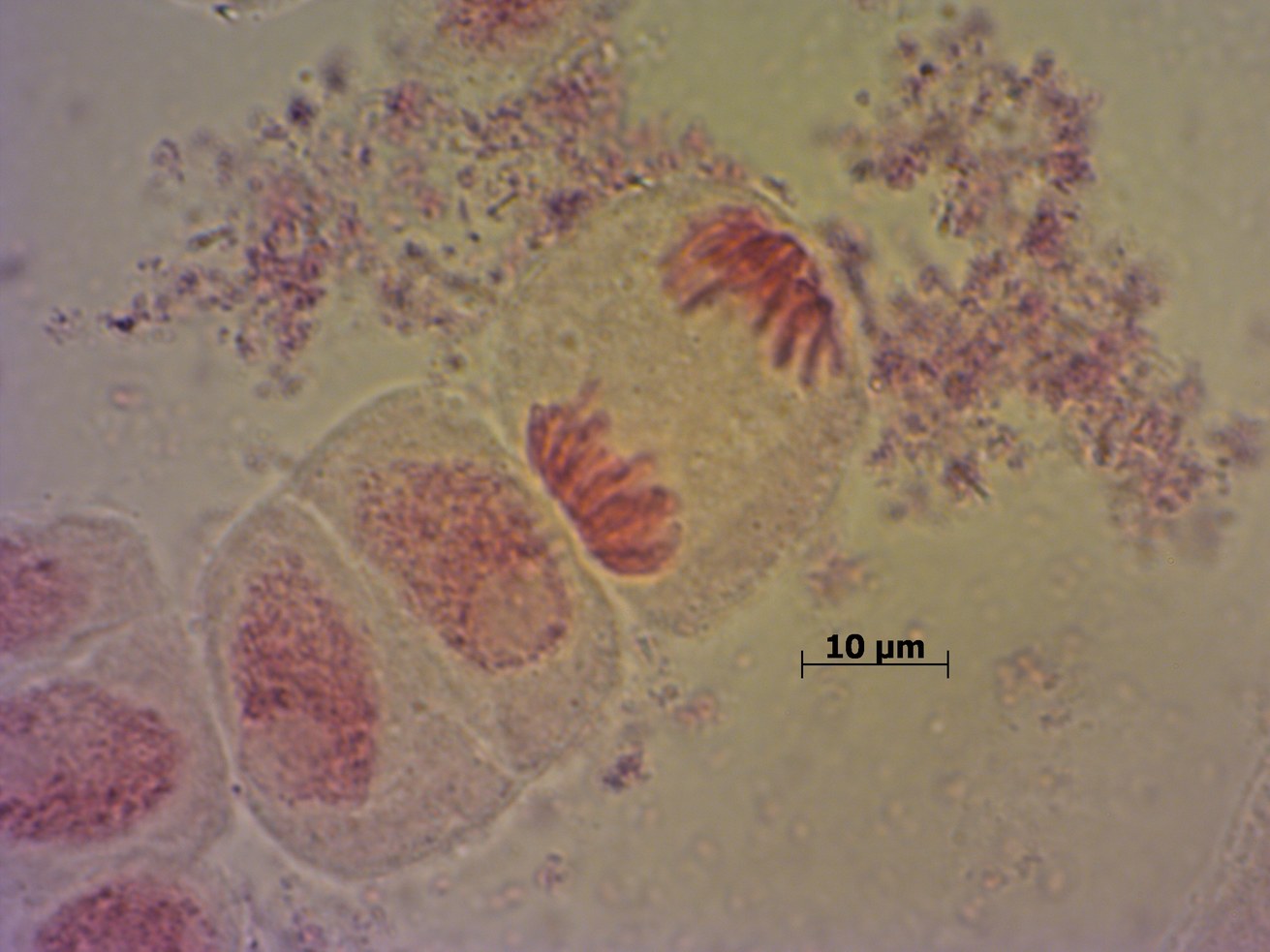 Microbiology working group