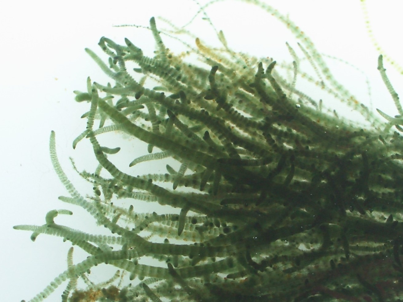 The newly discovered Hunsrück red algae under the magnifying glass. Image: University of Koblenz / Prof Dr Eberhard Fischer